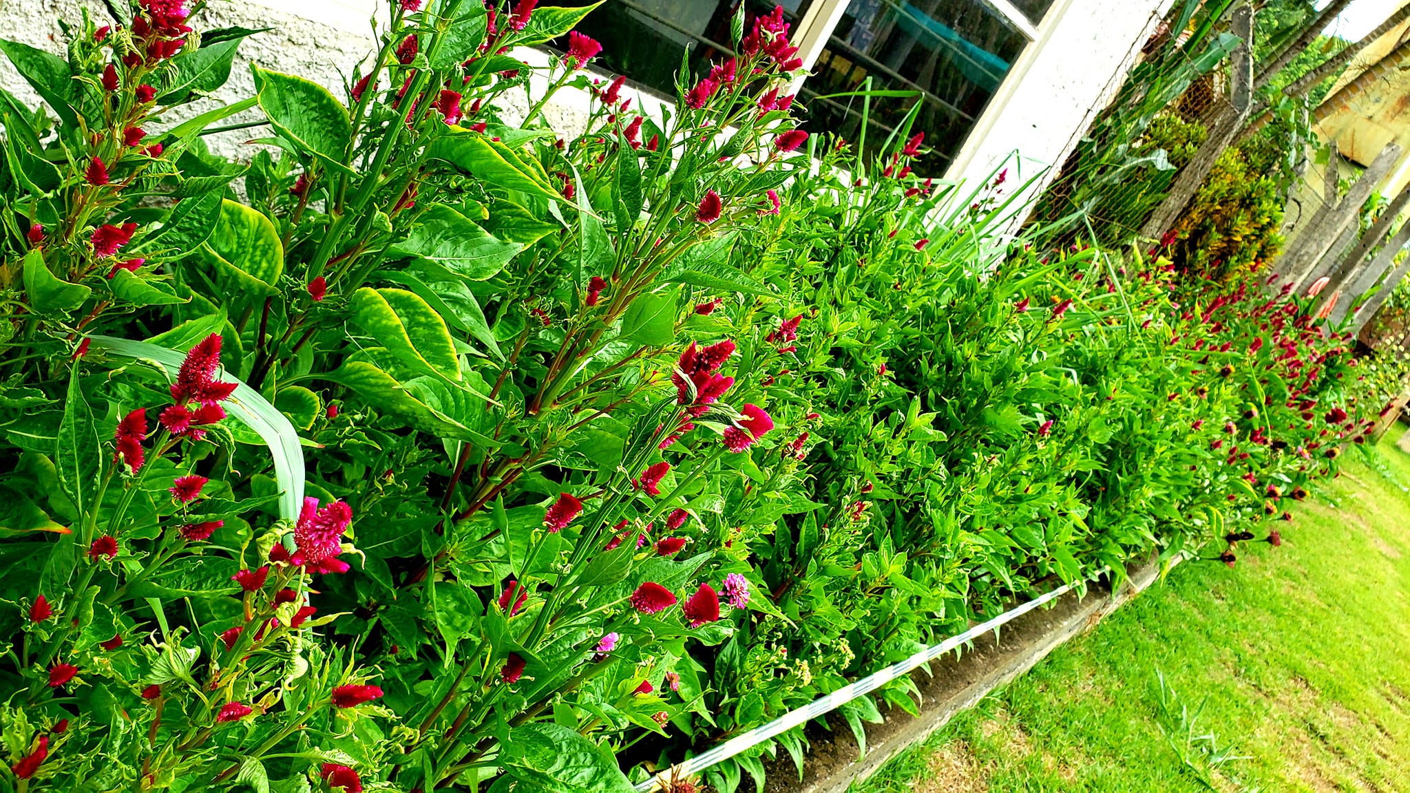 ChoppRampim ChoppRampim